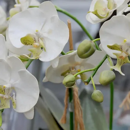 La Genesa Affittacamere